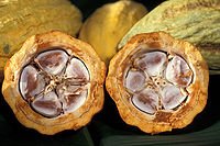 200px-Cacao-pod-k4636-14