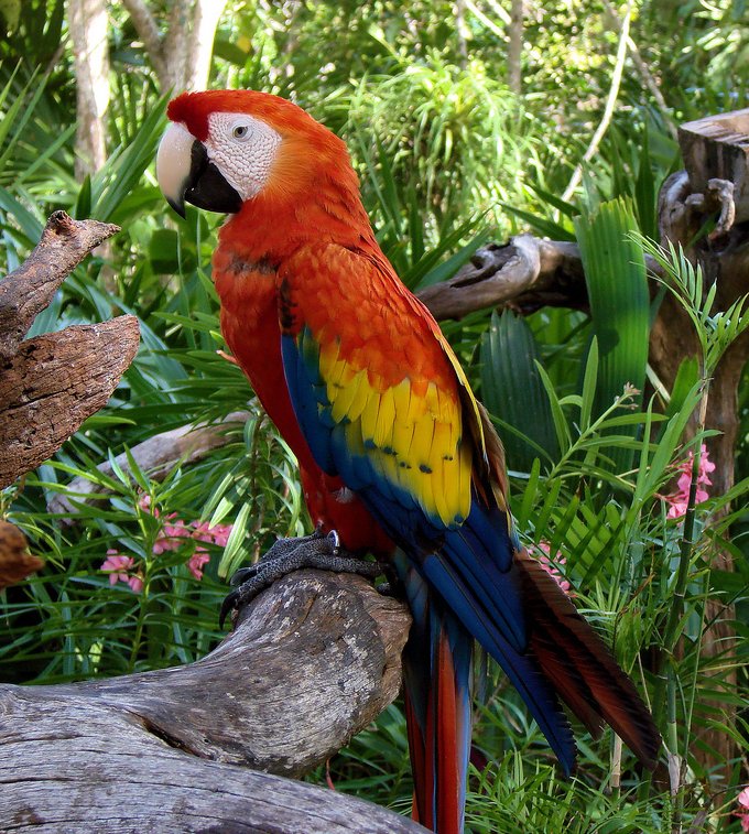Scarlet_Macaw_(Ara_macao)_-Coco_Reef_-Mexico-6-2c