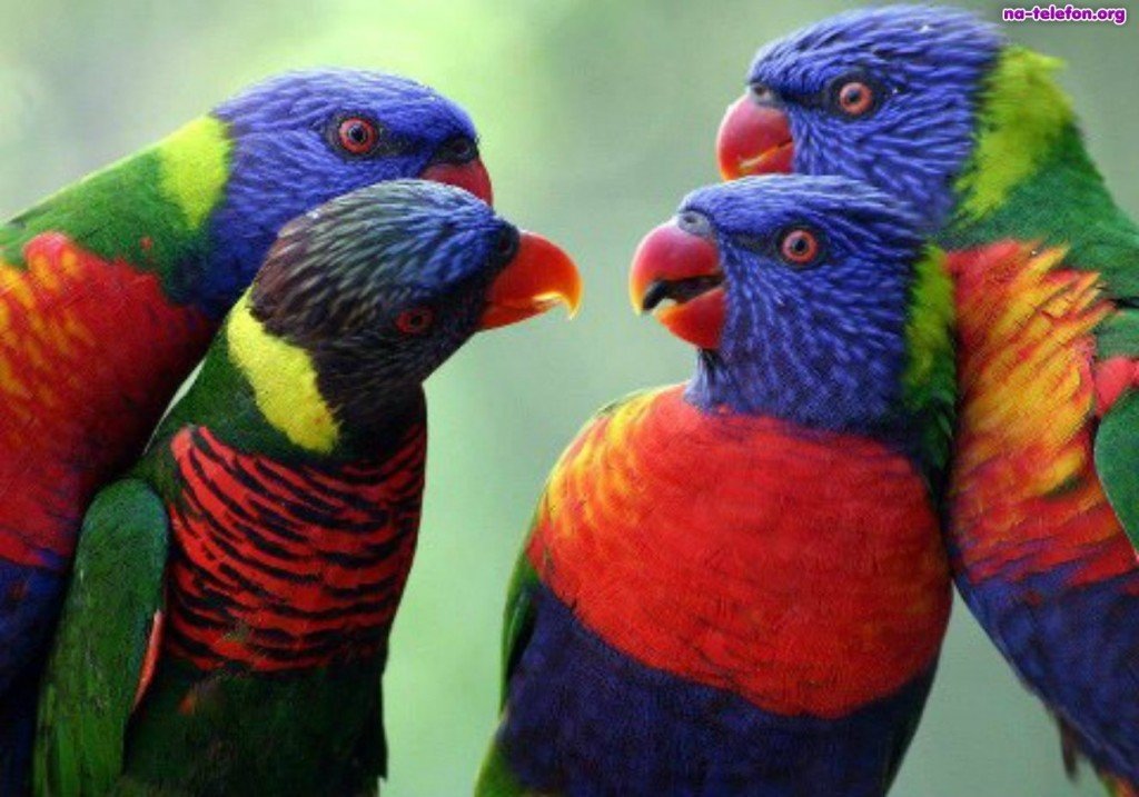 kolorowe-papugi-cztery