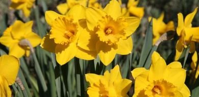 Daffodil background